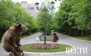 Мишки в городе