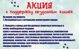Поддержим бездомных кошек!