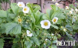 Прогноз погоды на 27 июля