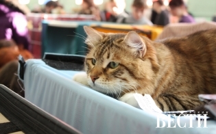 Выставка кошек