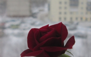Зацвела в день рождения