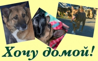 Очаровательный Винтик