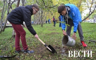 За почвой для посадки растений