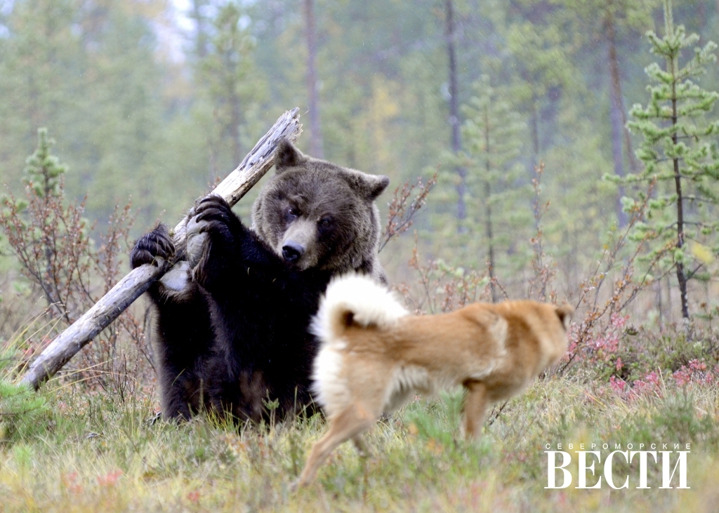 Охота на медведя 2. Медведь и собака. Медвежатник охотник на медведей.