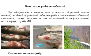 ���� ������