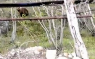 ���������, �������!