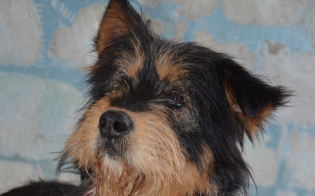 �������, ����� ����