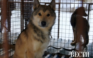 ������ ��������� ��������