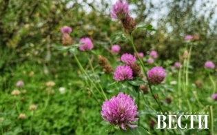 ������� ������ �� 25 �������