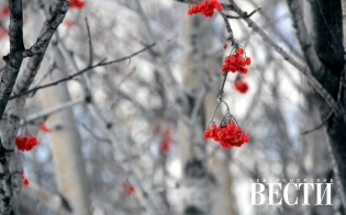 ������� ������ �� 12 �������