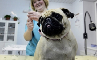 ����� ������  ������������� ��������� ������������ �������