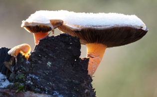 ������� ������ �� 11 �������