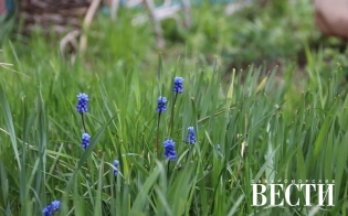 ������� ������ �� 30 ���