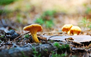 �� ������� - �����