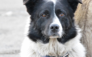 ��� ����� �����������