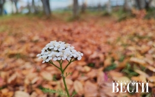 ������� ������ �� 8 �������