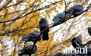 ������� ������ �� 25 �������