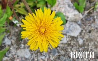 ������� ������ �� 4 ����