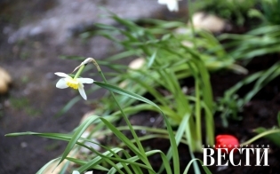 � ���� ��������