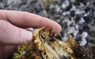 ��������� ���� �������������