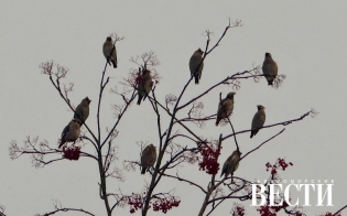 ������� ������ �� 25 �������