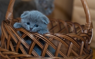 ����� ��� �������� ��� ��������� �����