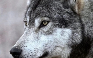 � ���������� ������� ����������� ��������� ������