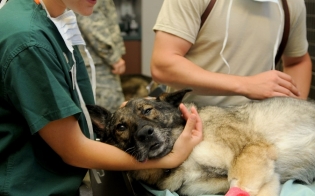 Нарушение порядка регистрации и вакцинации собак против бешенства