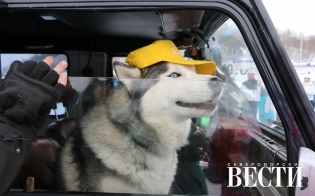 ���� ������������