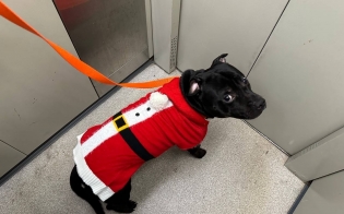 ���� ������� ����������� ������