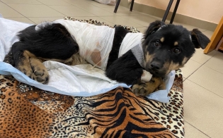 �������� ����