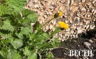 ������� ������ �� 2 ���