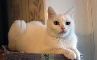 ������� "�������� �������"?