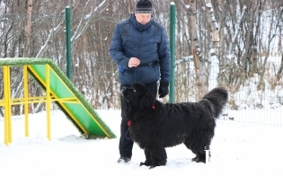 В Североморске прошли первые показательные выступления собак
