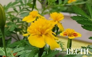 ������� ������ �� 7 ���