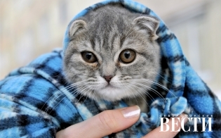 ���� ������������