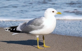 � ������� �������� ��-�� ������ ����