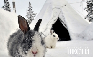 ����� ������ �������