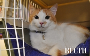 ���� ������������ ��������