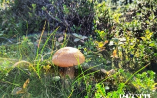 ������� ����������-���������������� ��������