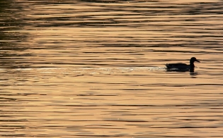 ���������� ����� ����� �� ����