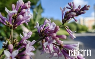 ������� ������ �� 12 ����