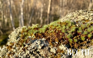 ������� ������ �� 13 ������