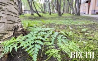 ������� ������ �� 17 �������