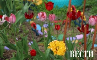 ��� ������ �����?