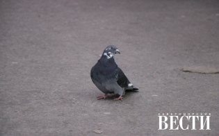 ������� ������ �� 21 ������