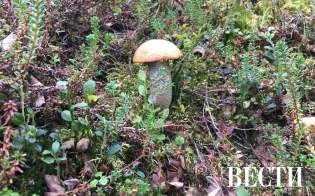 ����������� ������ �� ����������� �������