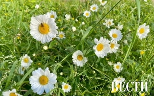 ������� ������ �� 14 �������