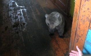 ��������� �������