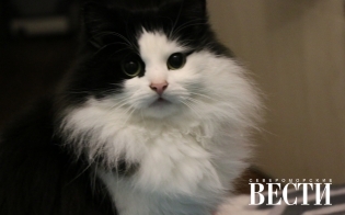 ������� ��������